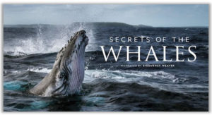 secret-of-the-whales